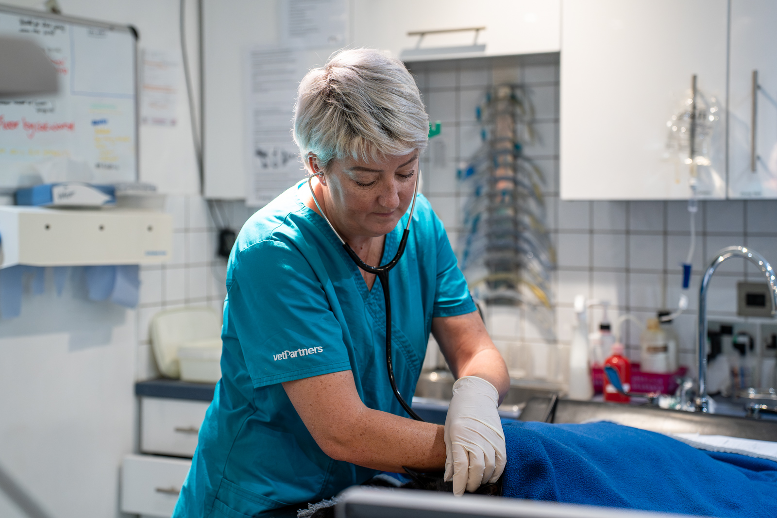 Bromyard Vets (Web) 019