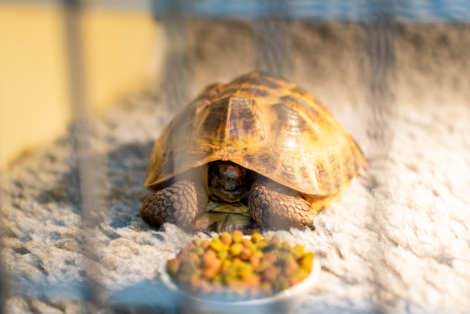 Bromyard Vets (Web) 039