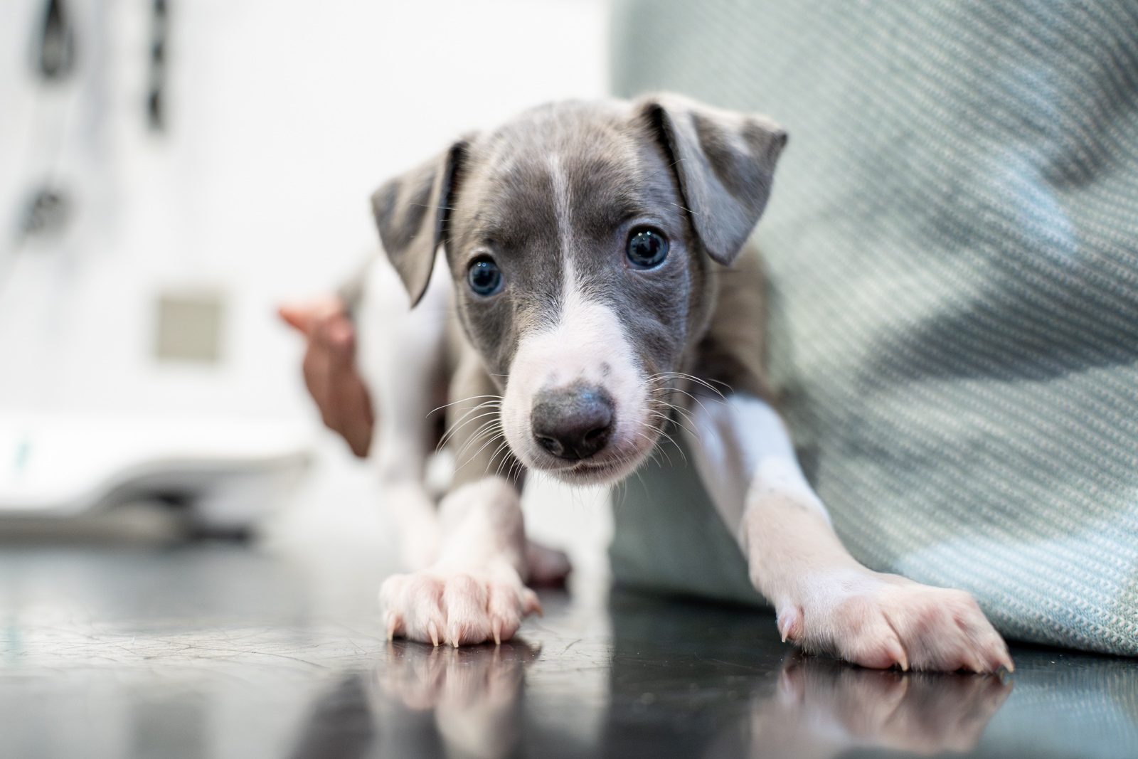 Bromyard Vets (Web) 142